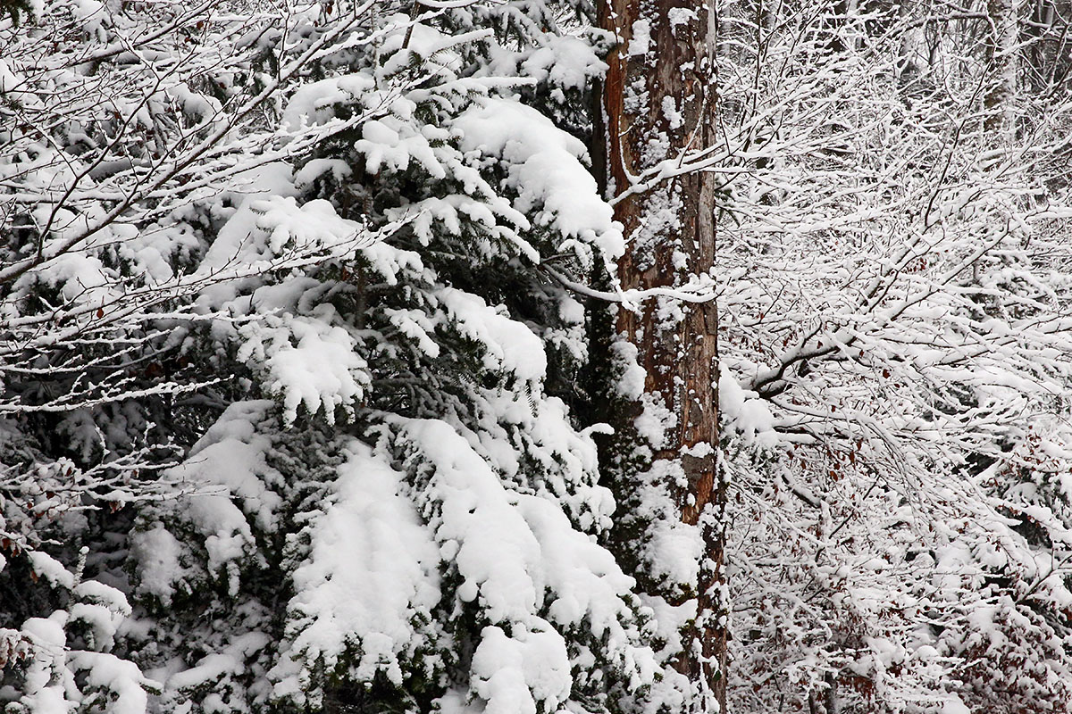 Snow Hike in the Swiss Jura Mountains (6)