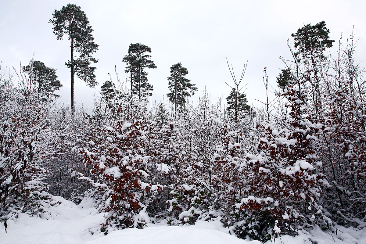 Snow Hike in the Swiss Jura Mountains (7)