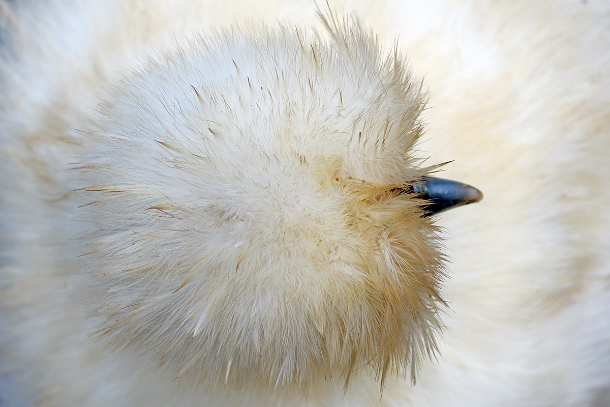 Silkie Chicken (Gallus gallus domesticus) (1)