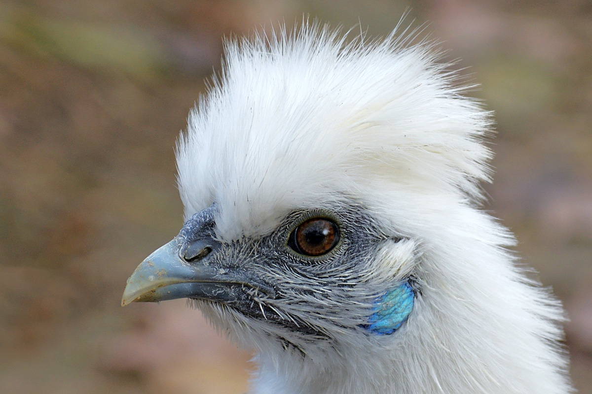 Silkie Chicken (Gallus gallus domesticus) (2)