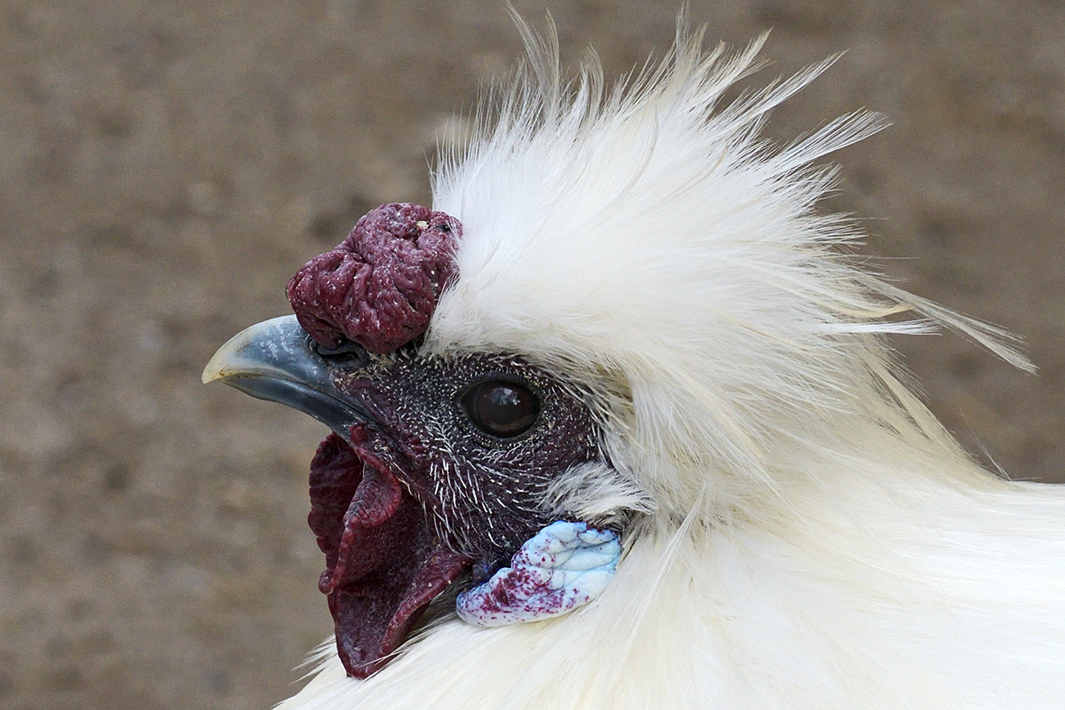 Silkie Chicken (Gallus gallus domesticus) (3)