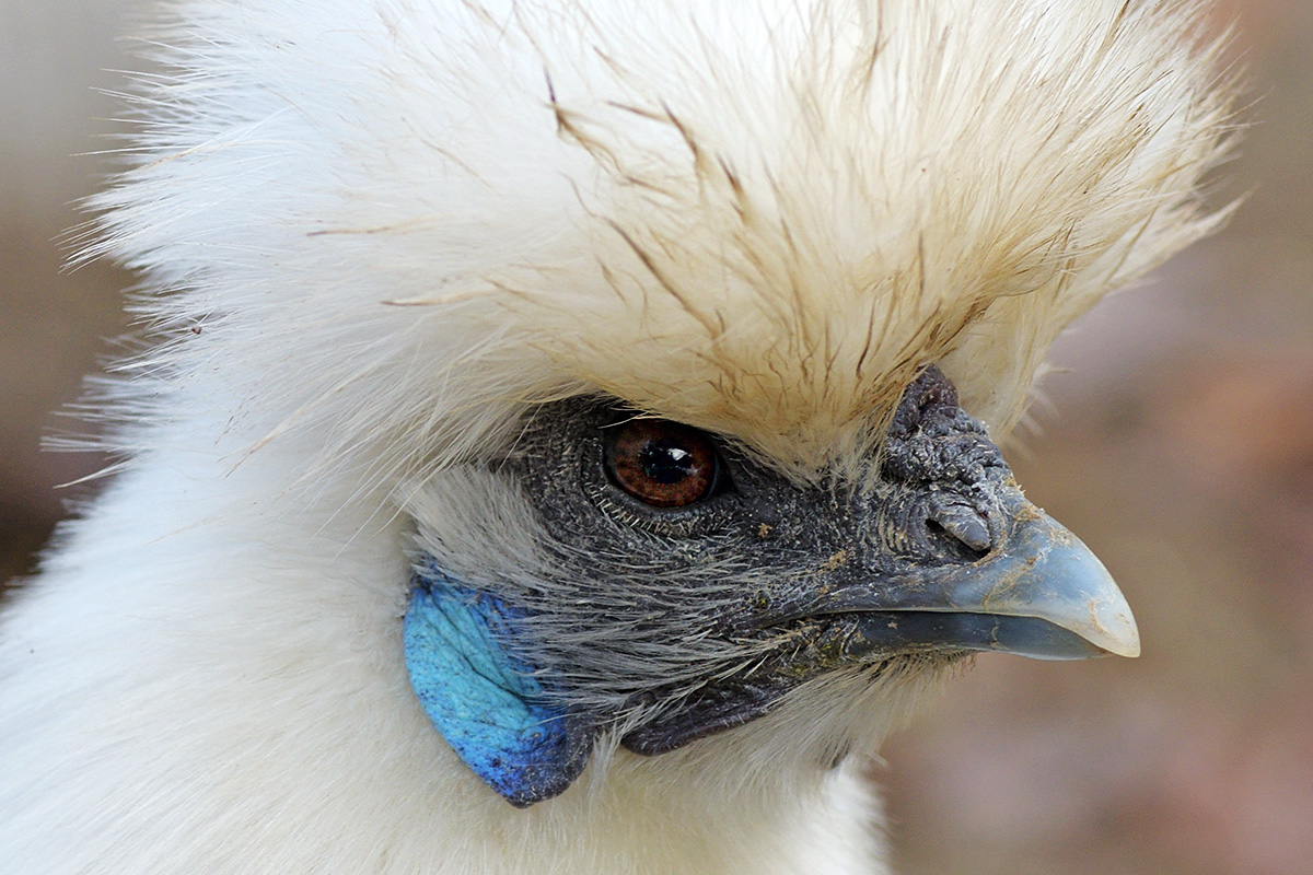 Silkie Chicken (Gallus gallus domesticus) (4)