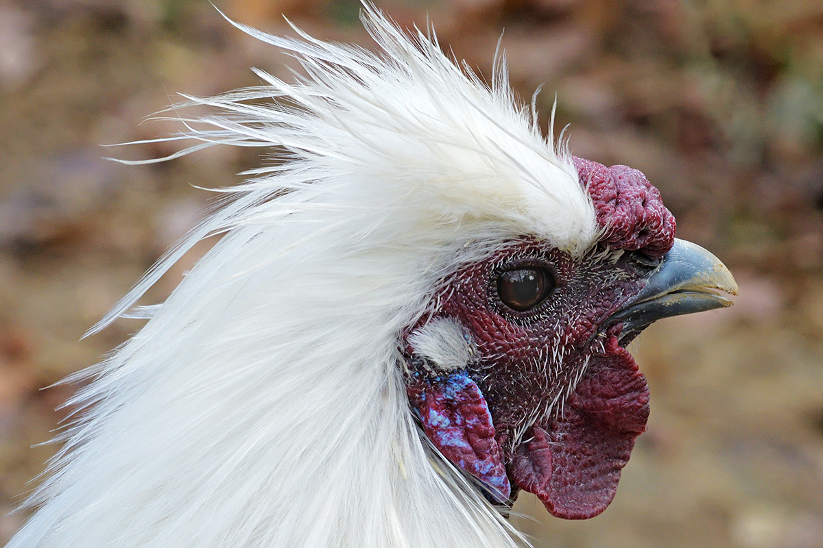 Silkie Chicken (Gallus gallus domesticus) (5)