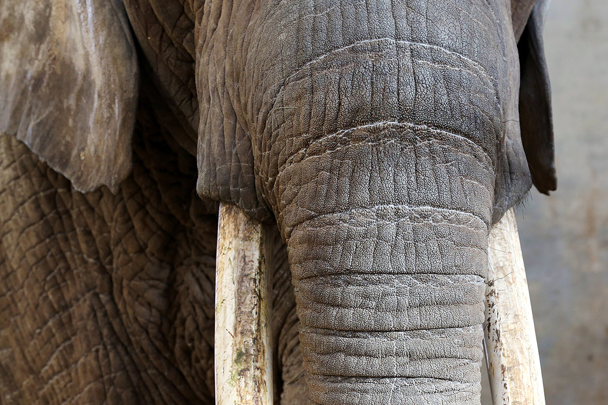 African Elephant (Loxodonta africana) (1)