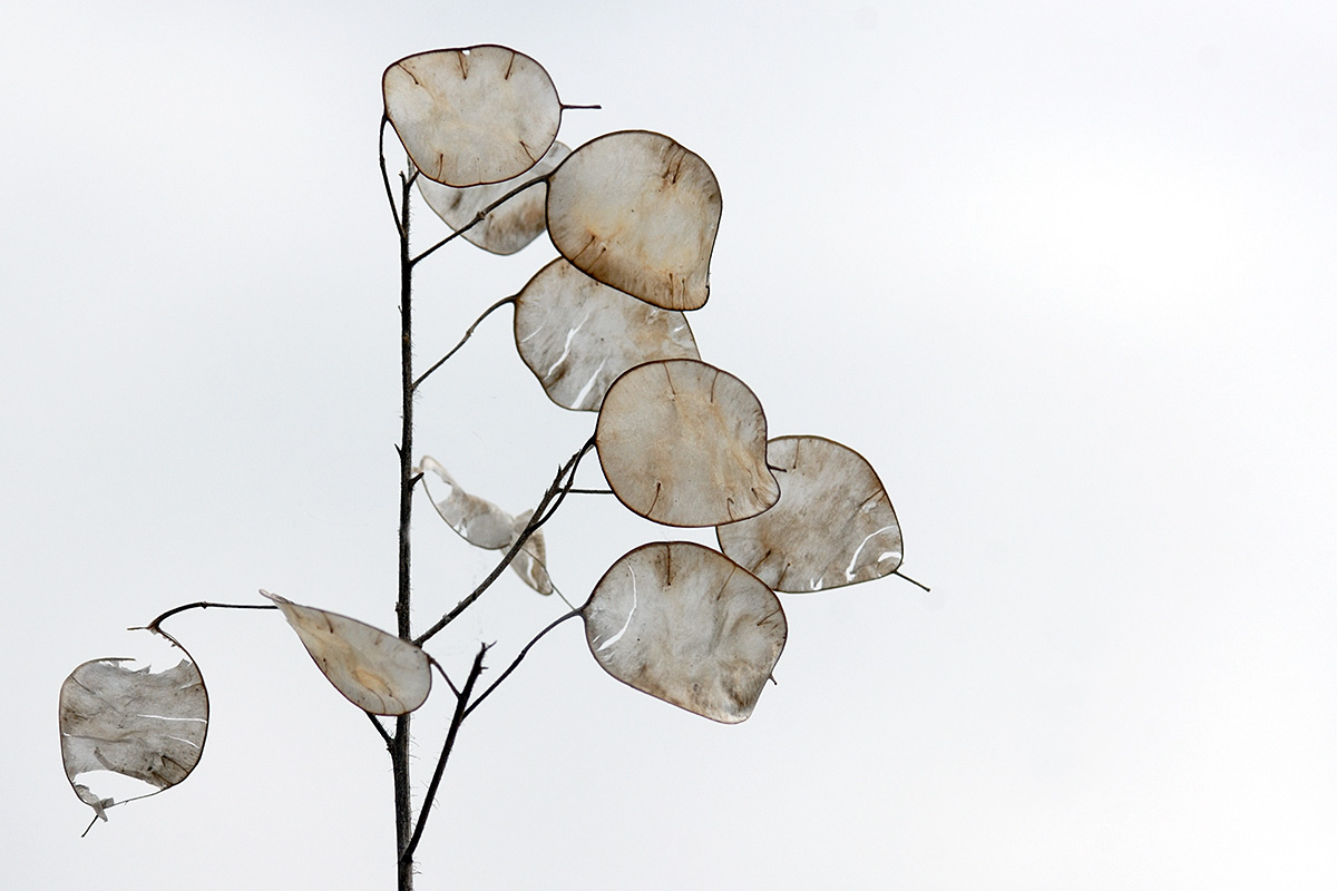 Annual Honesty (Lunaria annua) (1)