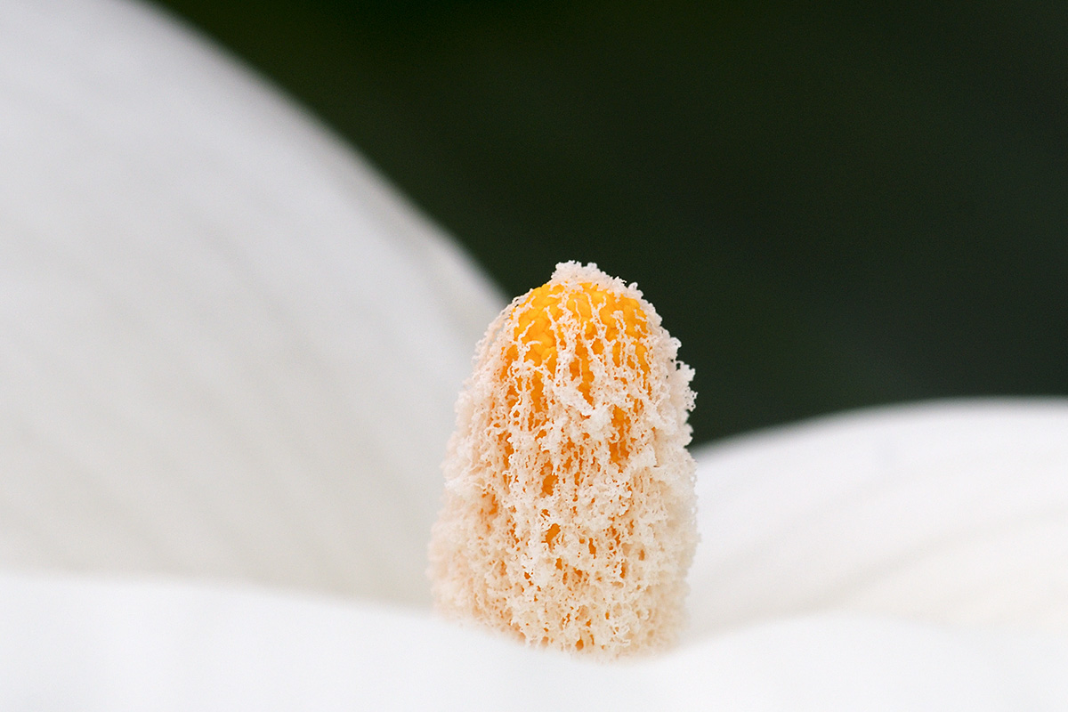 White Arum Lily (Zantedeschia aethiopica) (1)