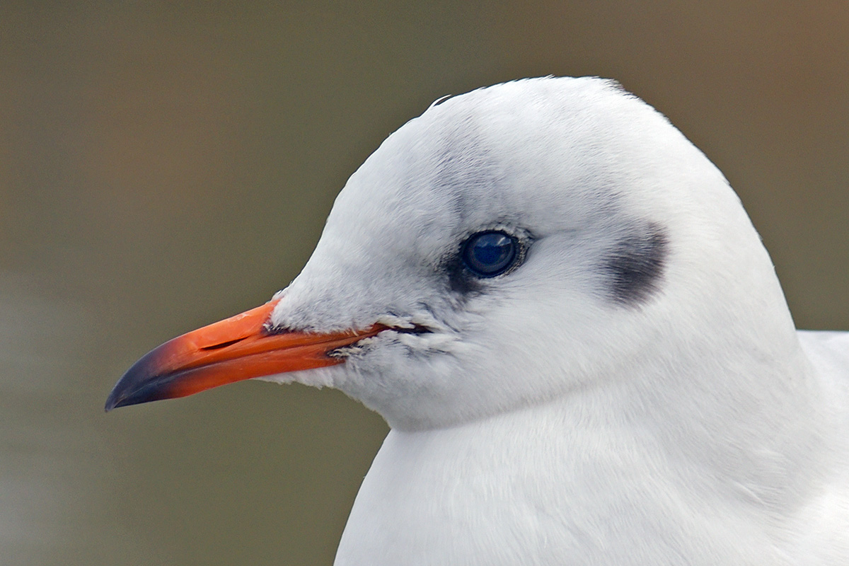 Black-Headed Gull (Larus ridibundus) (5)