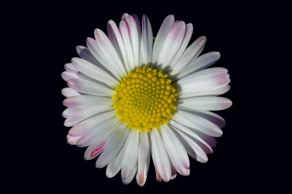 Common Daisy (Bellis perennis) (1)