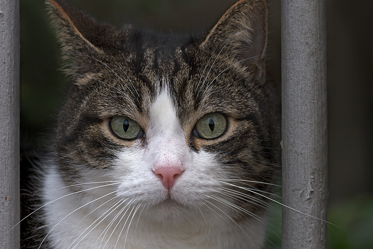 Farm Cat (Felis catus) (2)