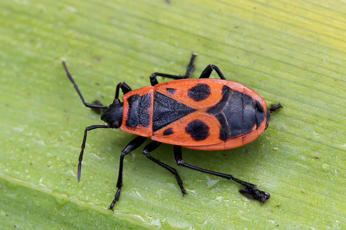 Firebug (Pyrrhocoris apterus) (2)