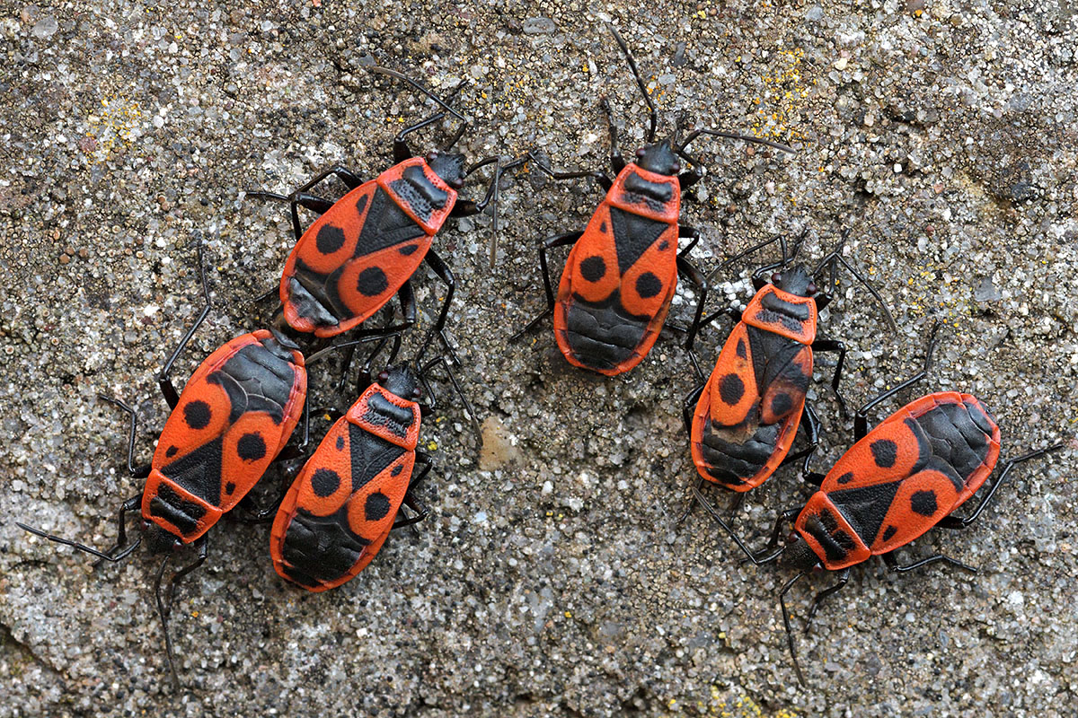 Firebugs (Pyrrhocoris apterus) (1)