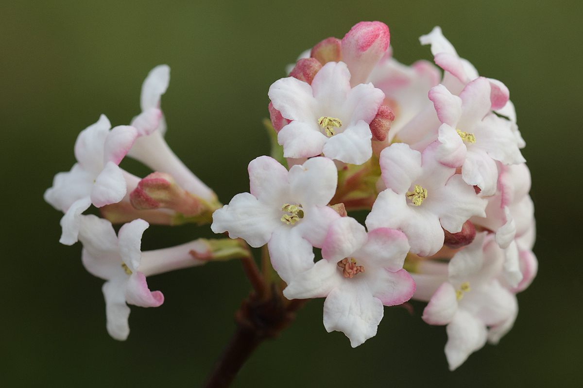 Fragrant Viburnum (Viburnum farreri) (1)