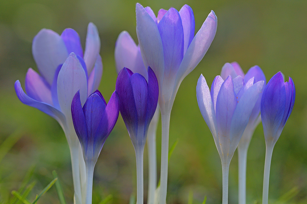 Garden Crocus (Crocus vernus hybrid) (1)