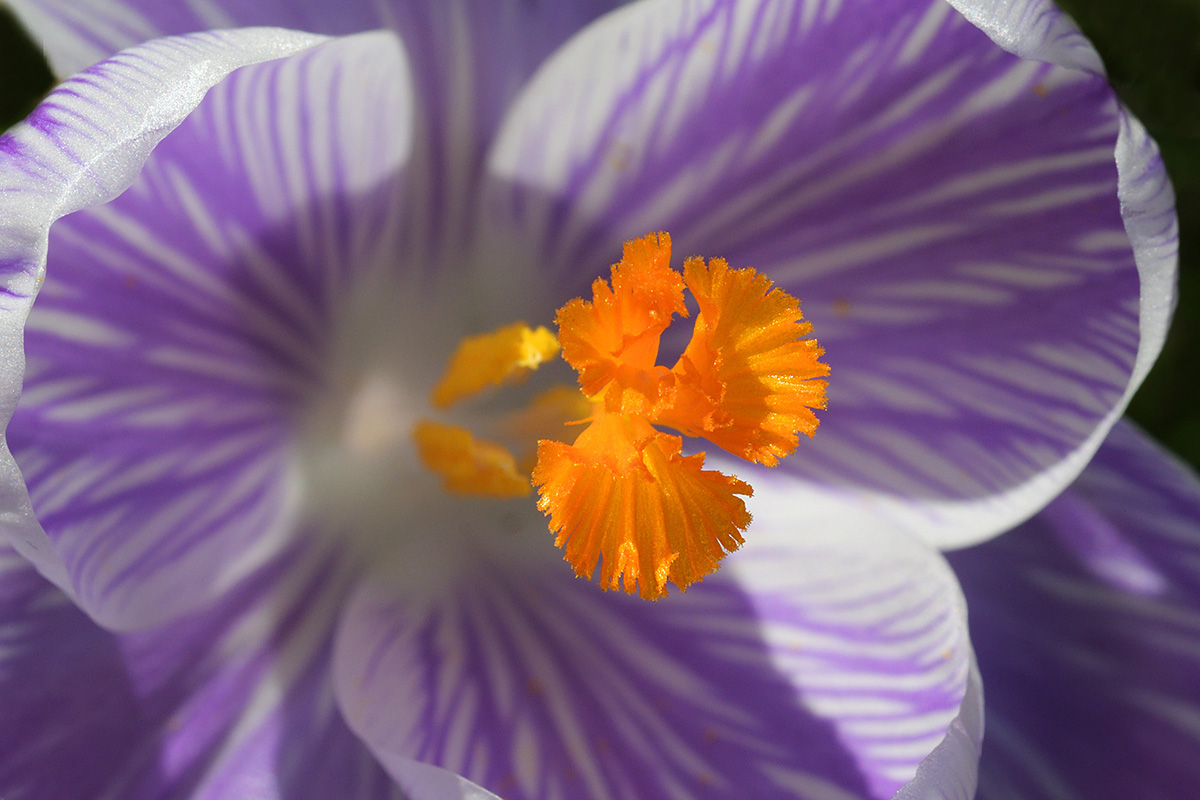 Garden Crocus (Crocus vernus hybrid) (2)