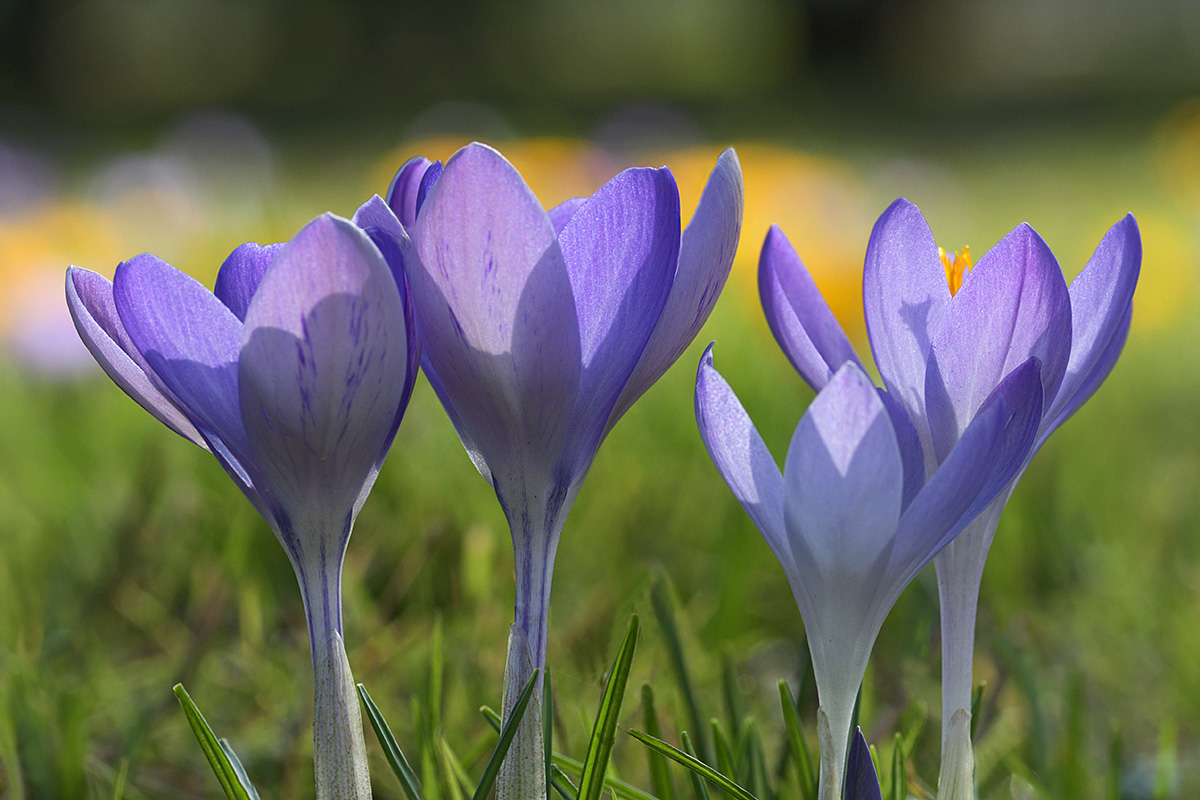 Garden Crocus (Crocus vernus hybrid) (3)