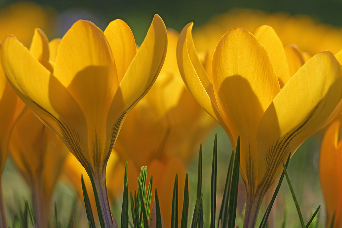 Golden Crocus (Crocus chrysanthus) (1)