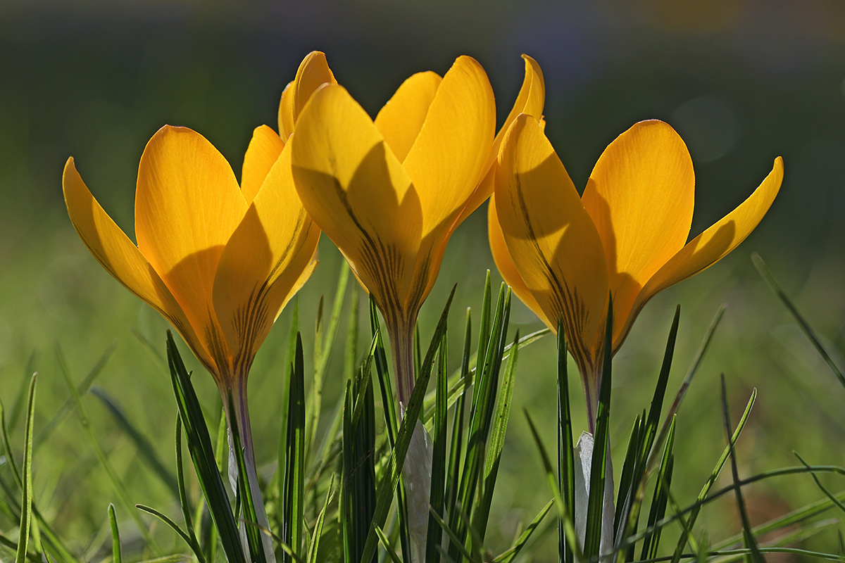 Golden Crocus (Crocus chrysanthus) (2)