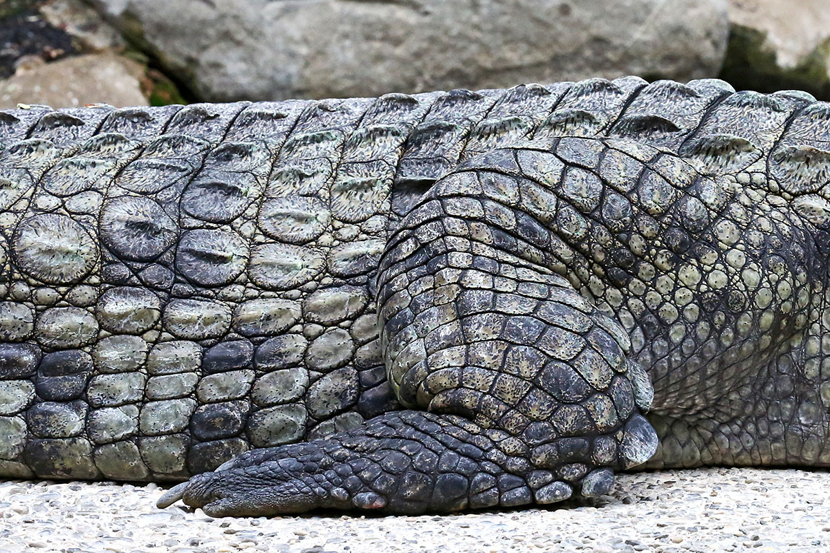 Nile Crocodile (Crocodylus niloticus) (4)