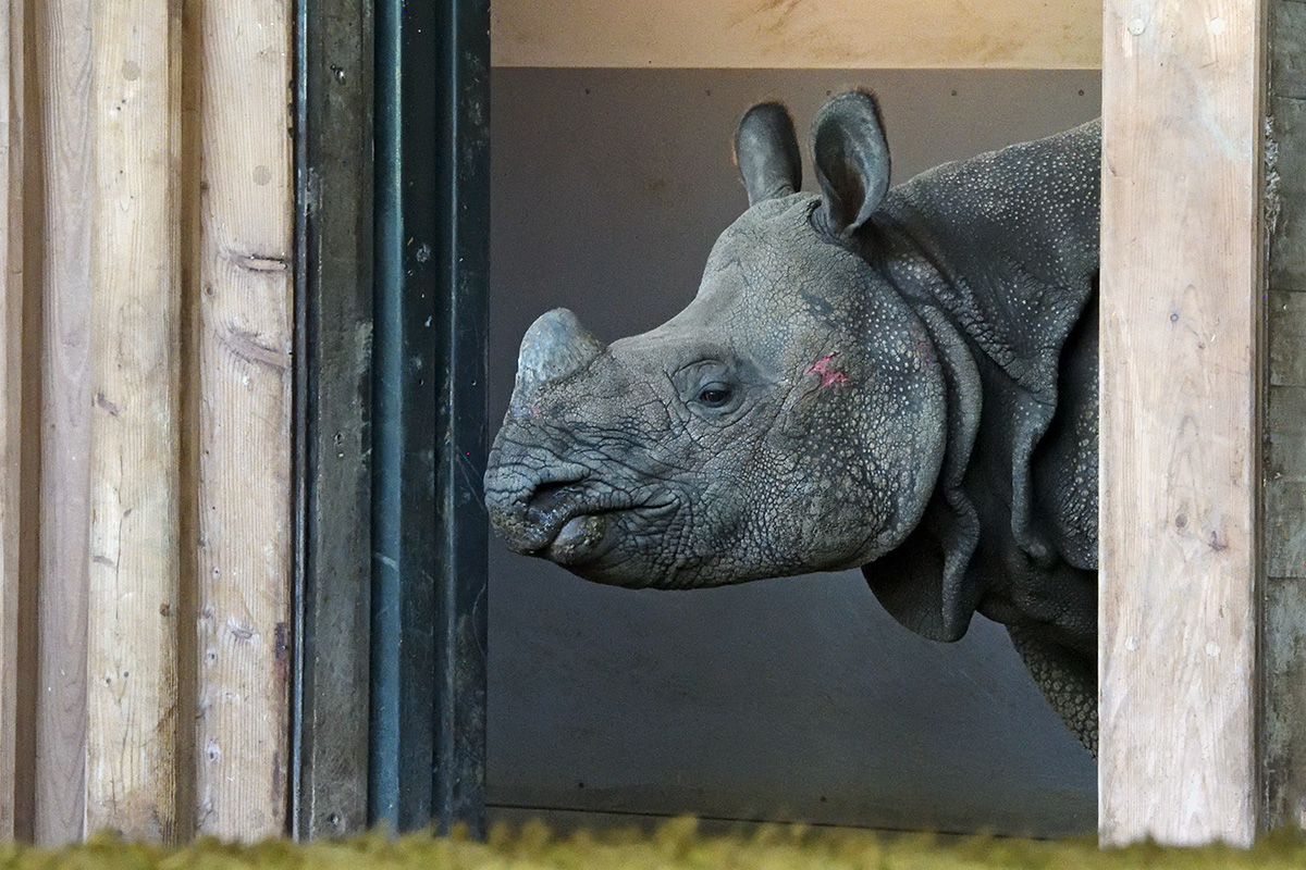 Greater One-Horned Rhinoceros (Rhinoceros unicornis) (1)