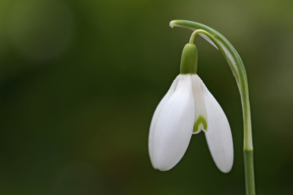 Snowdrop (Galanthus nivalis) (1)