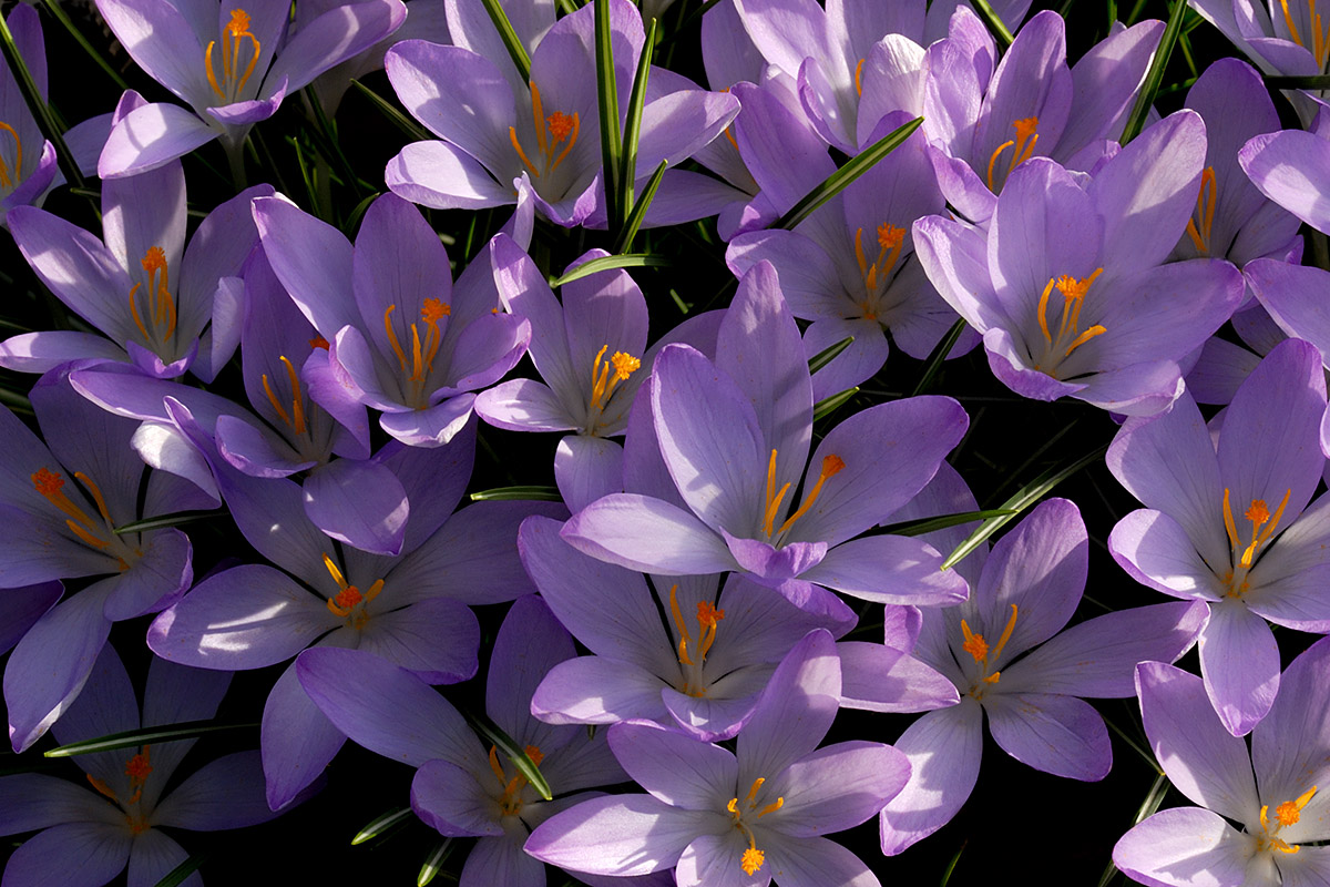 Tommasini’s Crocuses (Crocus tommasinianus) (2)