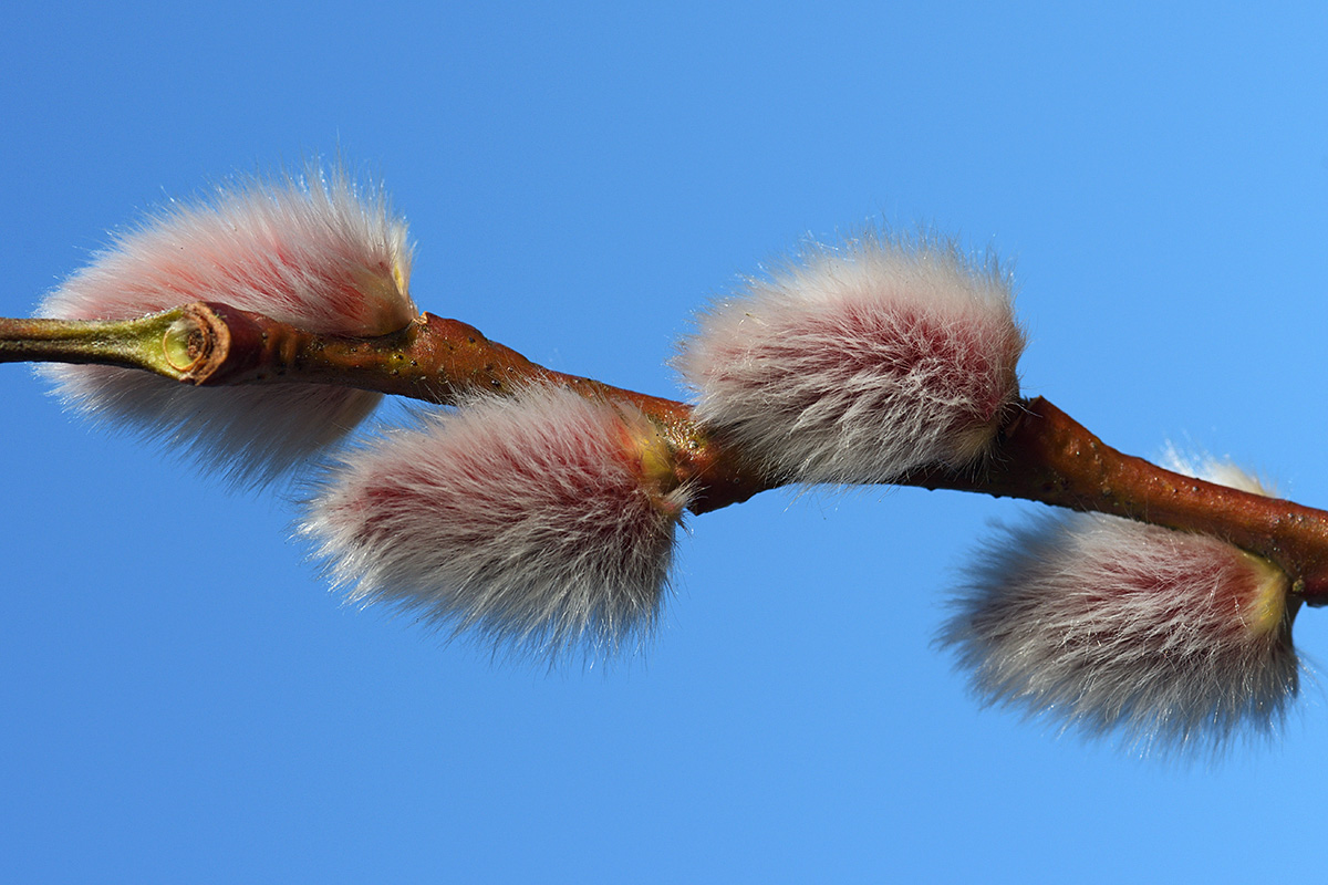 Willow Catkins (Salix caprea) (1)