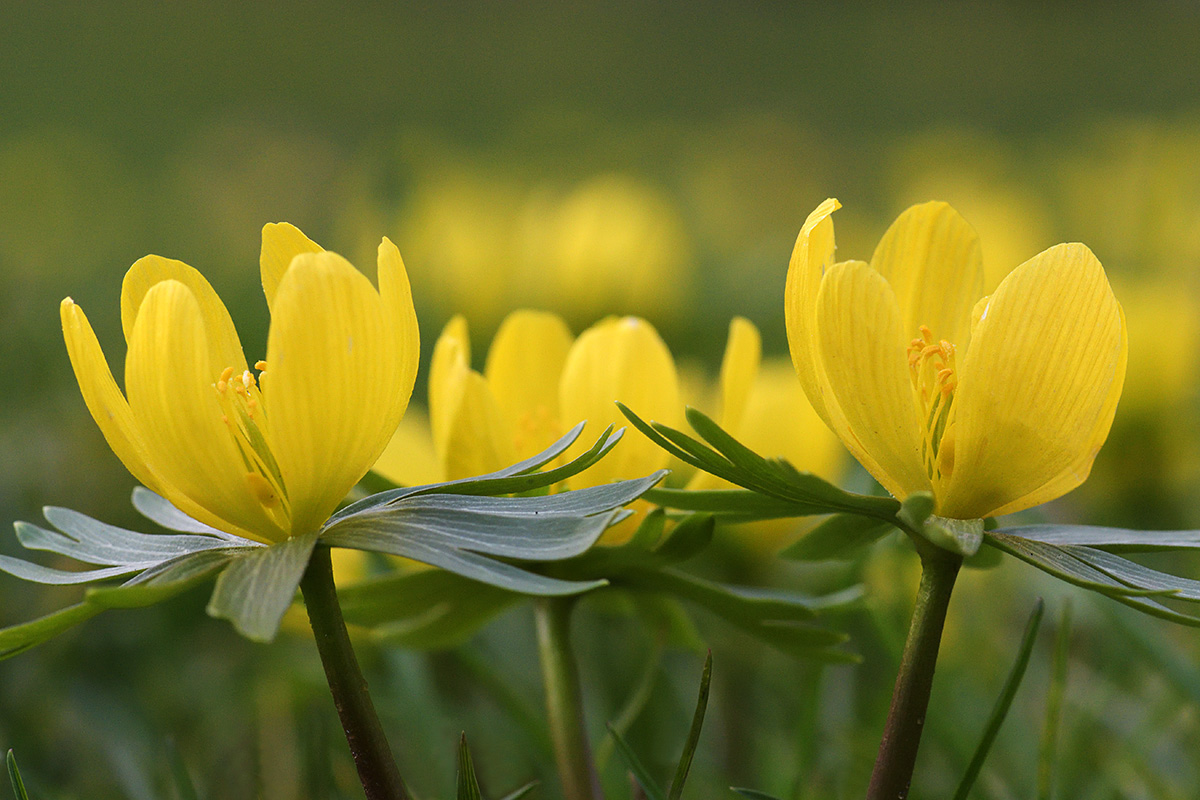 Winter aconites (Eranthis hyemalis) (1)