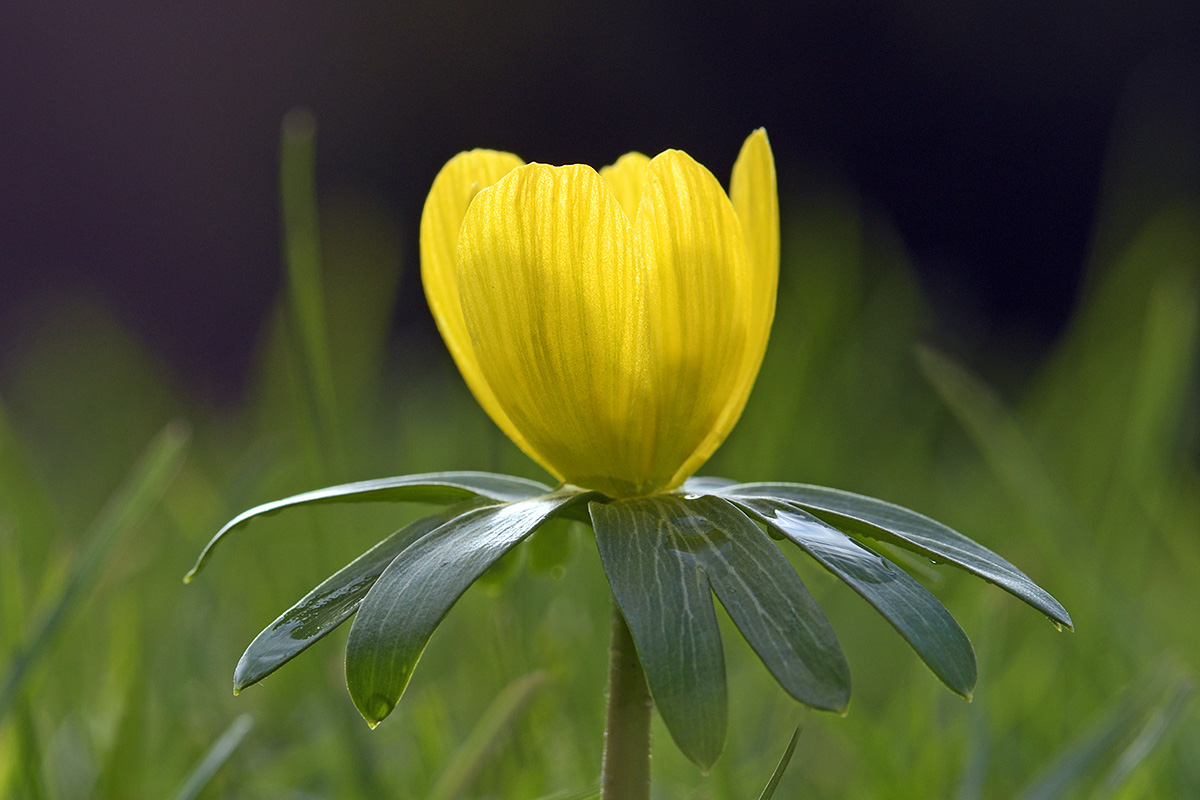 Winter aconites (Eranthis hyemalis) (2)