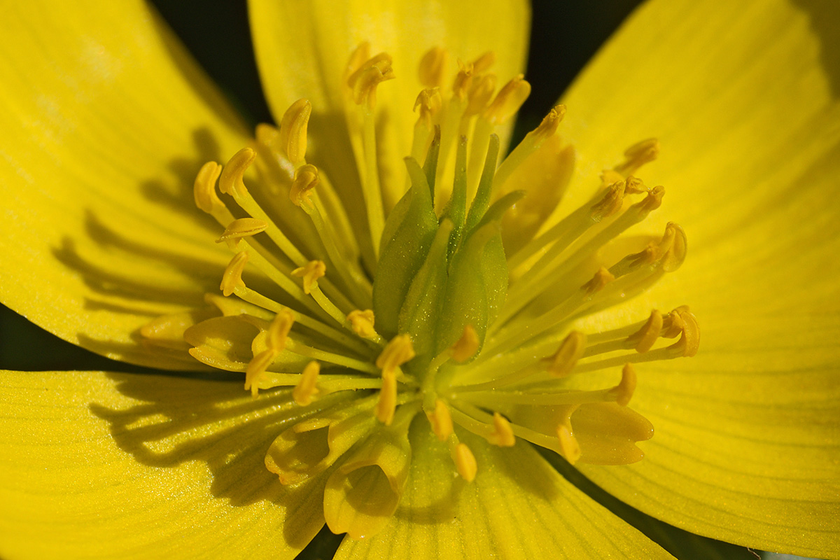 Winter aconites (Eranthis hyemalis) (3)