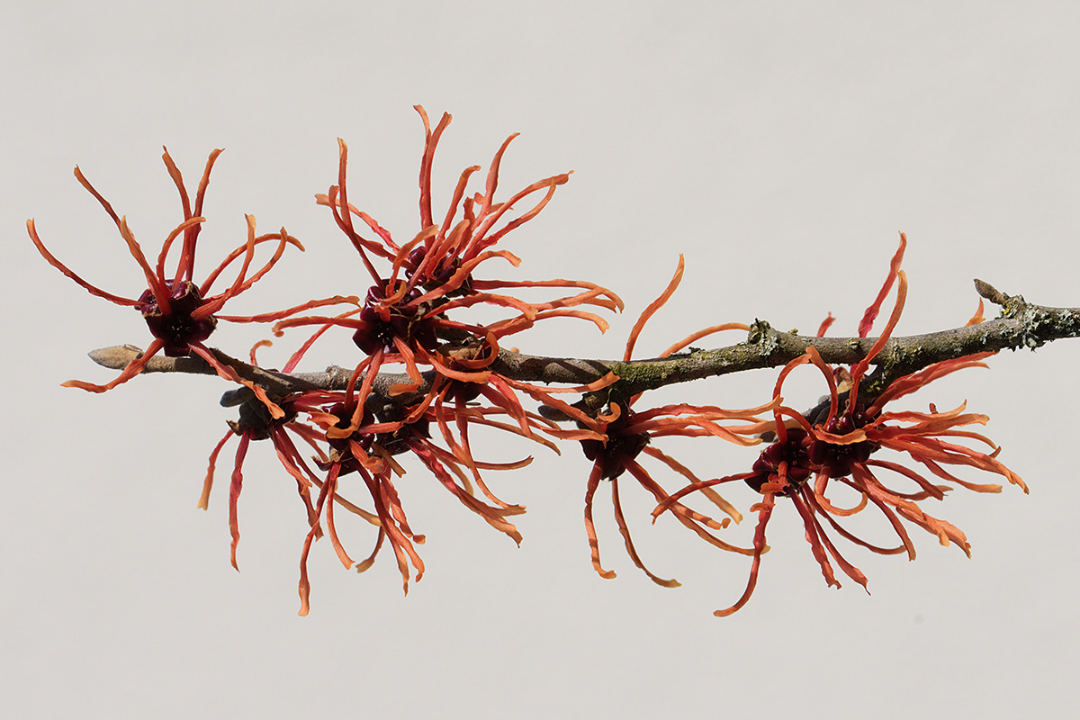 Chinese Witch Hazel (Hamamelis mollis) (1)