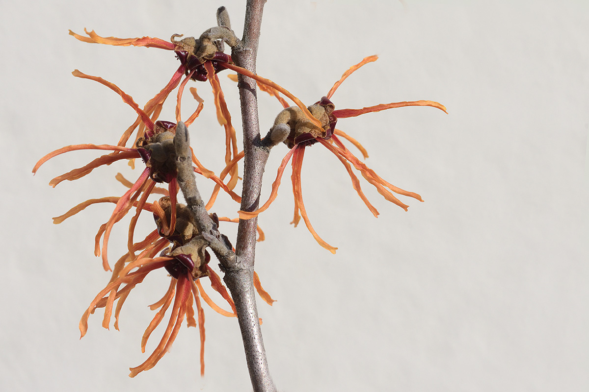 Chinese Witch Hazel (Hamamelis mollis) (2)