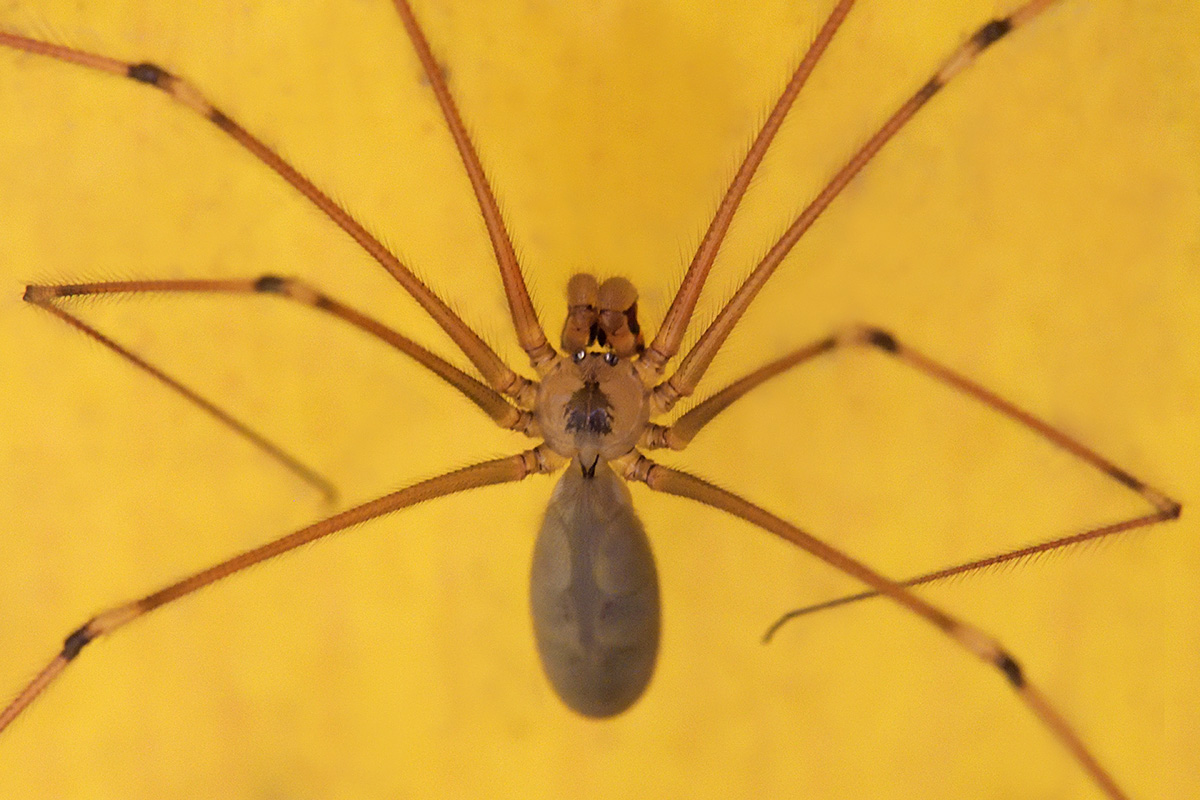 Longbodied Cellar Spider (Pholcus phalangioides) (1)