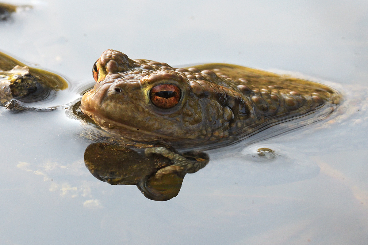 Common Toad (Bufo bufo) (1)