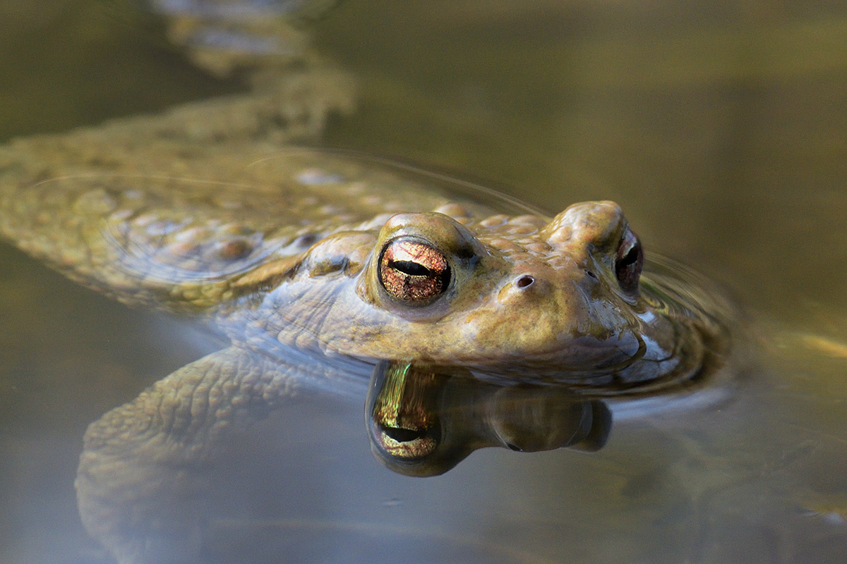 Common Toad (Bufo bufo) (2)