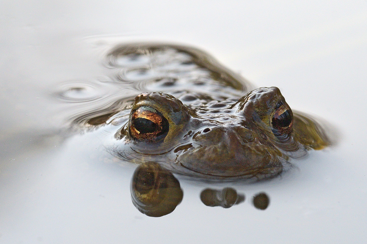 Common Toad (Bufo bufo) (3)