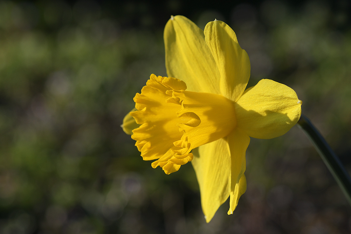 Yellow Trumpet Daffodil (1)