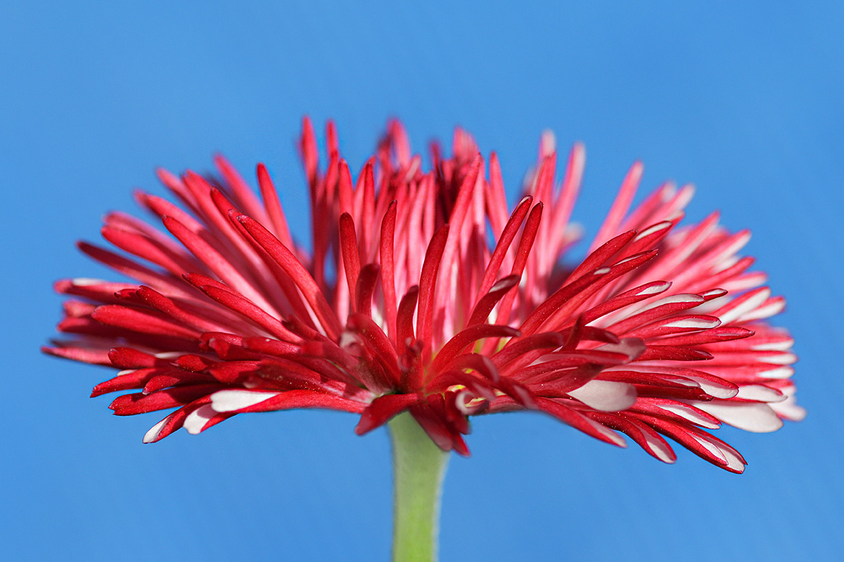 English Daisy (Bellis perennis) (2)