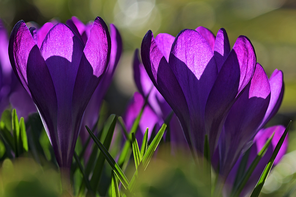 Garden Crocus (Crocus vernus hybrid) (4)