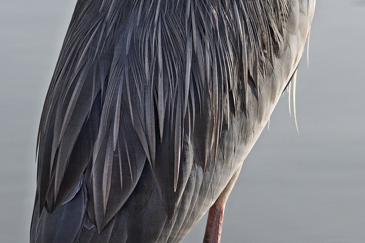 Grey Heron (Ardea cinerea) (1)