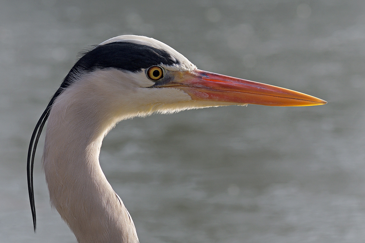 Grey Heron (Ardea cinerea) (2)