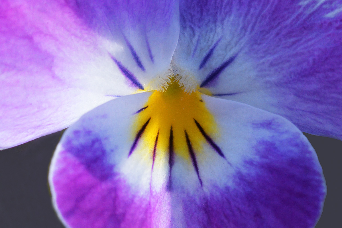 Horned Pansy (Viola cornuta) (1)