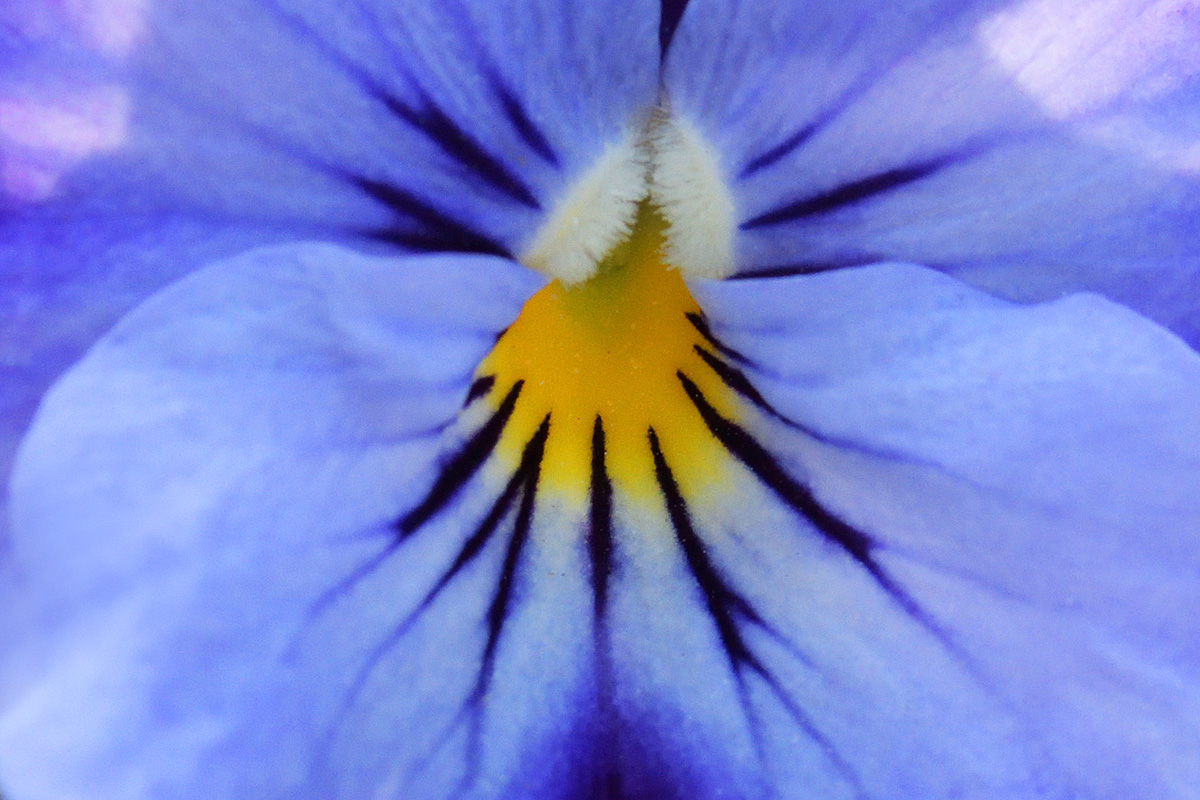 Horned Pansy (Viola cornuta) (2)