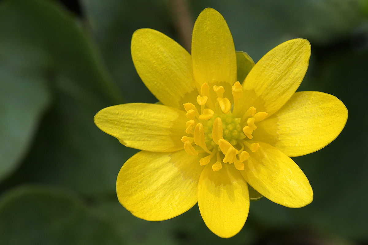 Lesser celandine (Ranunculus ficaria) (1)