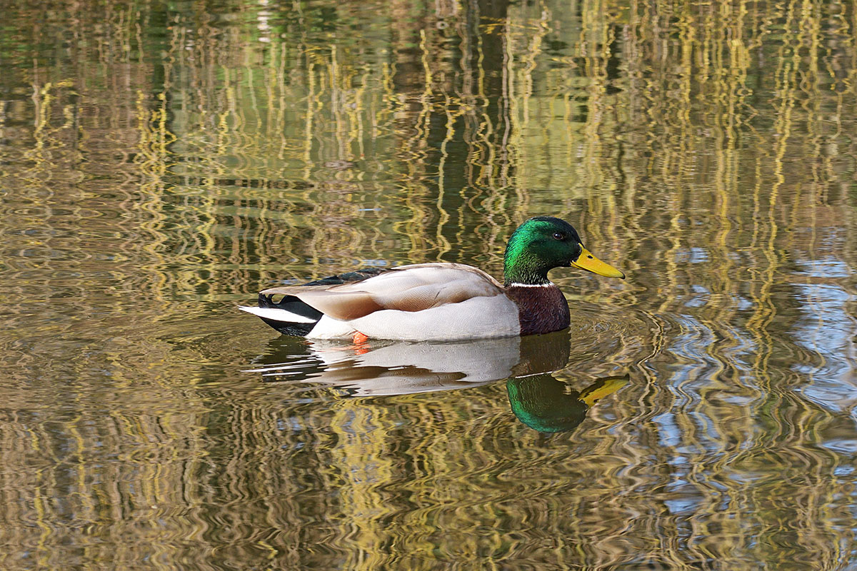 Mallard (Anas platyrhynchos) (2)