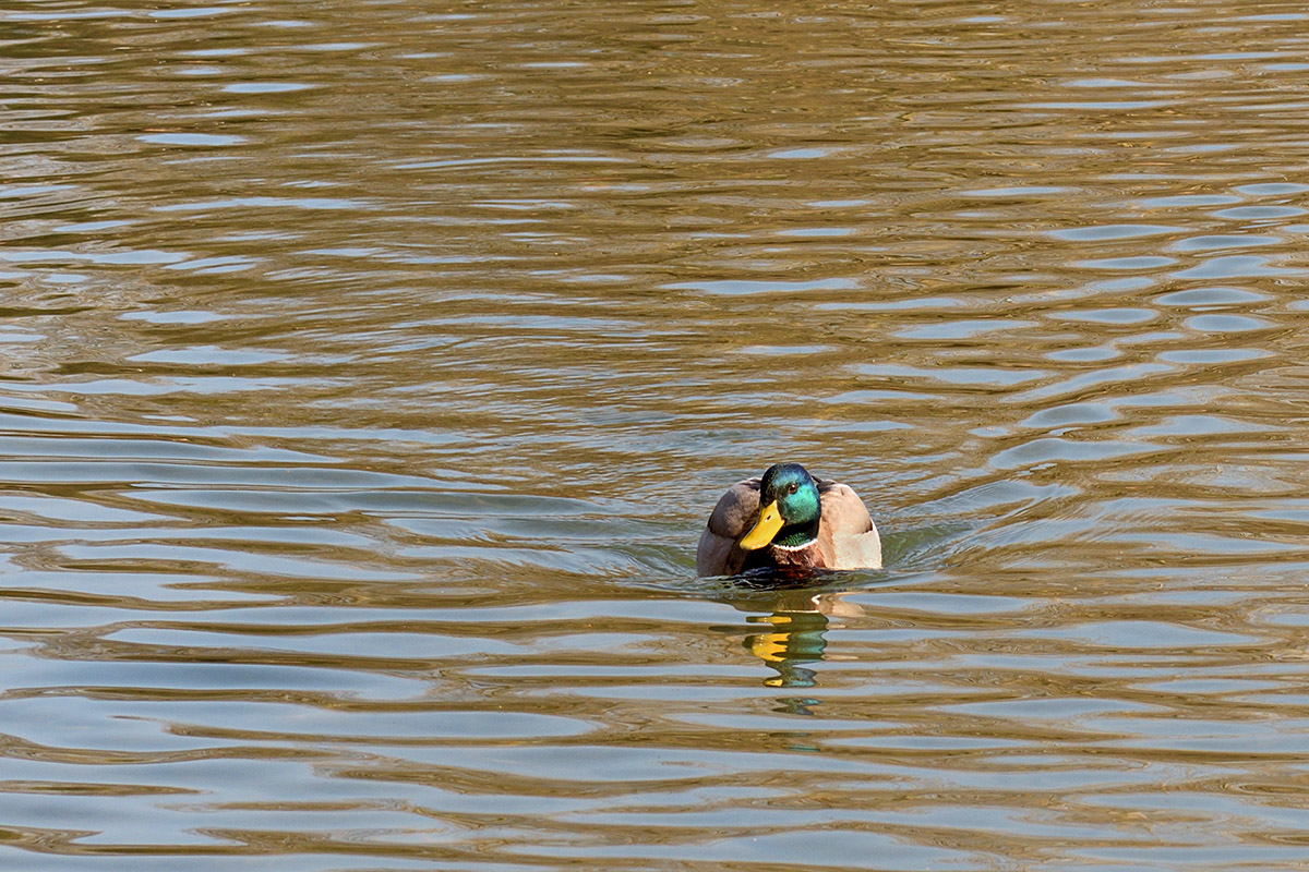 Mallard (Anas platyrhynchos) (3)