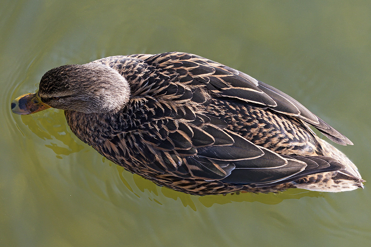 Mallard (Anas platyrhynchos) (4)