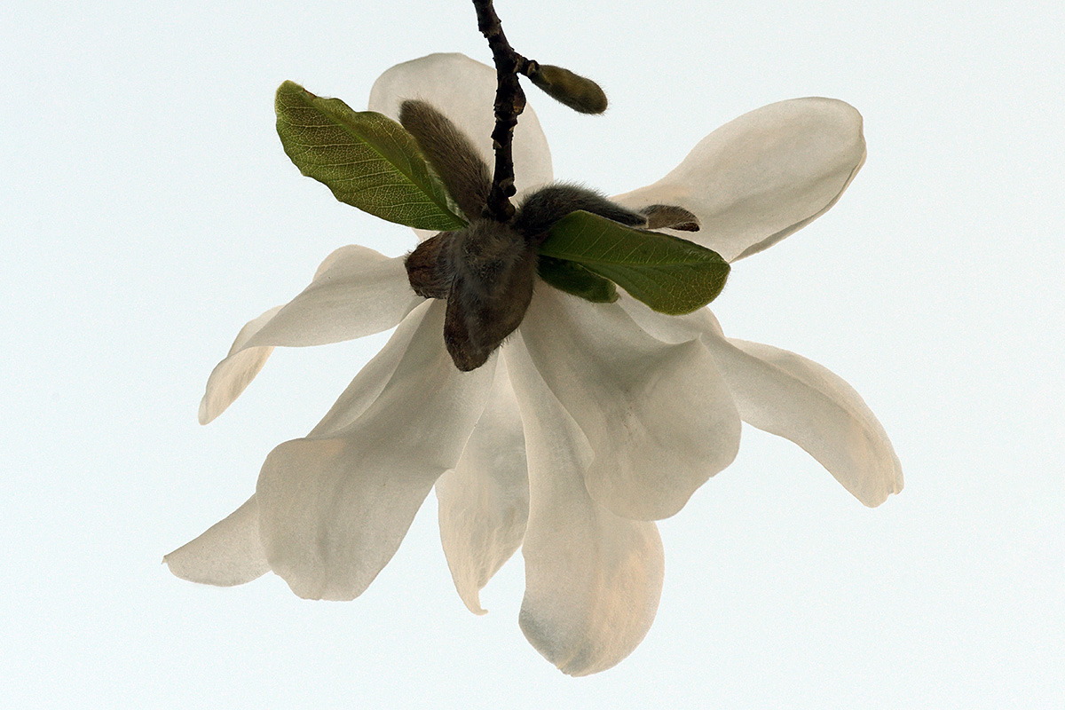 Star Magnolia (Magnolia loebneri) (1)