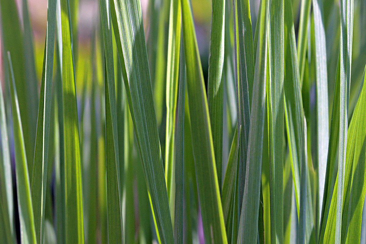 The First Tuft of Grass After Winter (1)