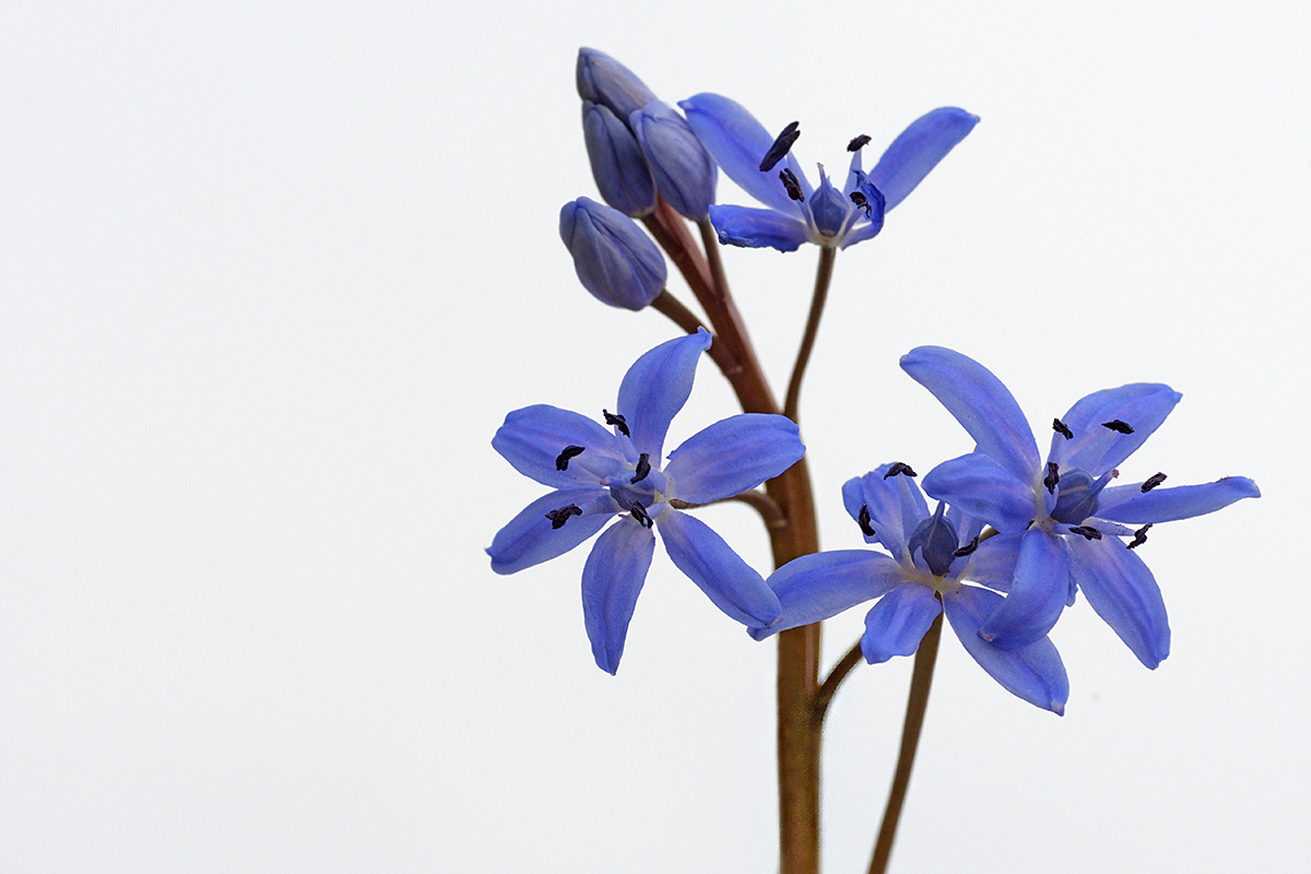 Two-Leaf Squill (Scilla bifolia) (1)