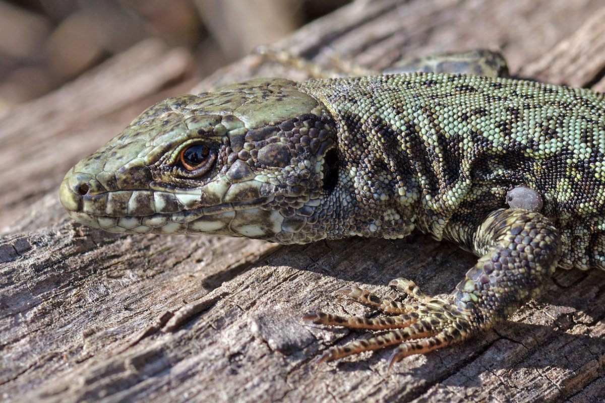 Wall Lizard (Podarcis muralis) (2)